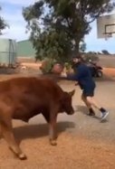 Jugar baloncesto con un toro / YouTube Videlo