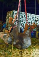 50 socorristas rescatan un elefante del fondo de un pozo / EFE