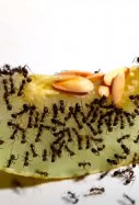 Melón con hormigas / YouTube Temponaut Timelapse