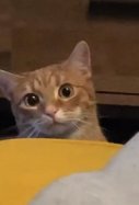 Gato celoso / Tiktok @smudgeandsimba