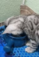 Gato con la taza / YouTube Cater Clips