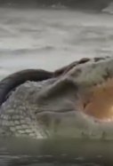 Reaparece un cocodrilo atrapado con un neumático / Telecinco