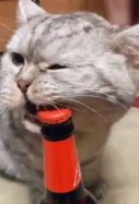 Gato cervecero / Tiktok lady_duu