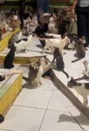 Loco de los gatos / Instagram cat_lovers_in_the_world