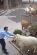 Ovejas atacan a personas por la calle / RRSS - nevsehir_bel