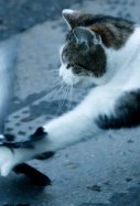 El gato de Boris Johnson caza una paloma / Cedida