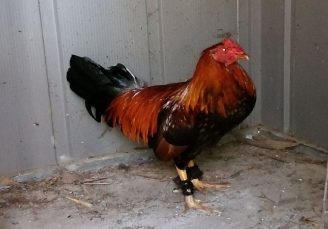 Gallo mutilado Reus / Mossos d'Esquadra