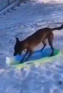 Perro con trineo nieve temporal Filomena / Twitter @gustavojmata