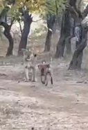 Pelea perro contra leona / @ParveenKaswan
