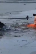 Rescta Perro Lago Congelado