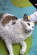 Gato de fiesta / Archihvo Unsplash