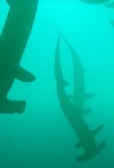 Una submarinista graba 200 tiburones martillo sobre ella / Storyful Rights Management