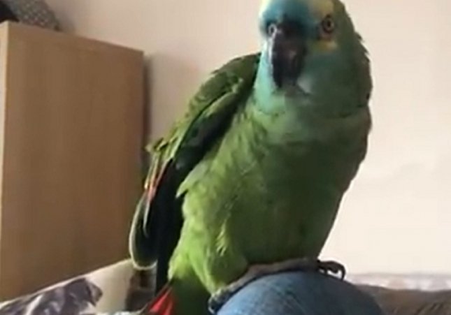 Loro con adicción a las patatas fritas / Twitter RSPCA_Norwich