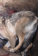Mata perro en Castellón / Guardia Civil