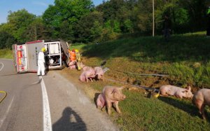 Camión cerdos / Bombers Generalitat