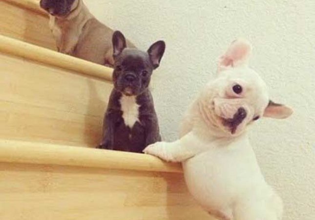 Bulldog cachorros  Cedida