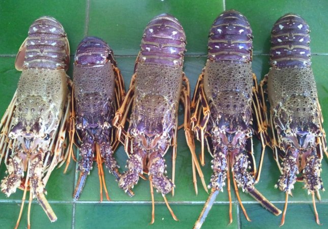 Llagosta