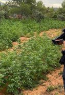 Marihuana Prades