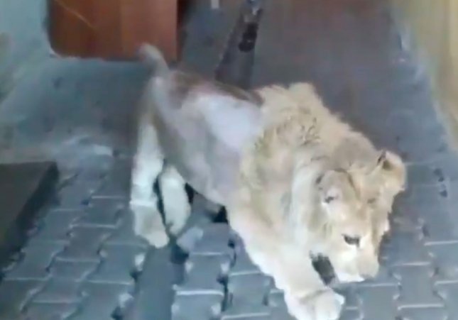 Simba león maltratado / Redes sociales