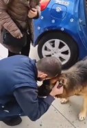 Perro viral Dico / Instagram gemma_gmurillo