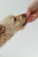 dog 843800
