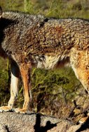 Coyote Pixabay