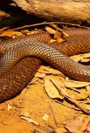Serpiente wikipedia