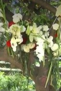 Homenaje Jose Carlos Atropello Malaga