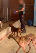 Gossos veterinari