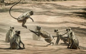 grup micos monos pexels