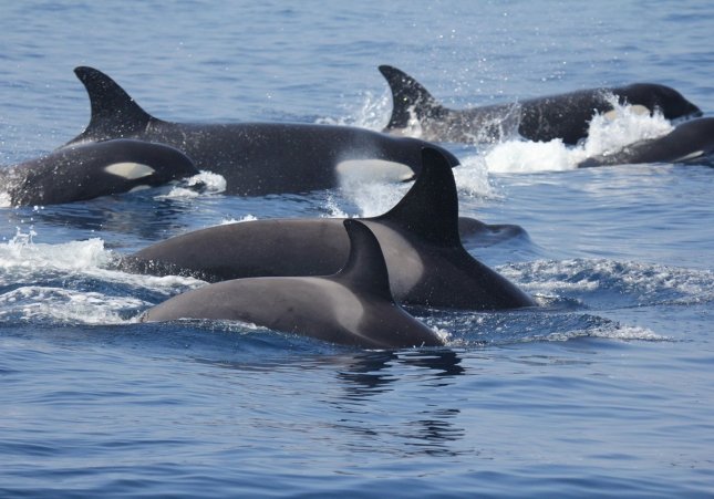 orcas europa press