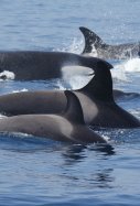 orcas europa press