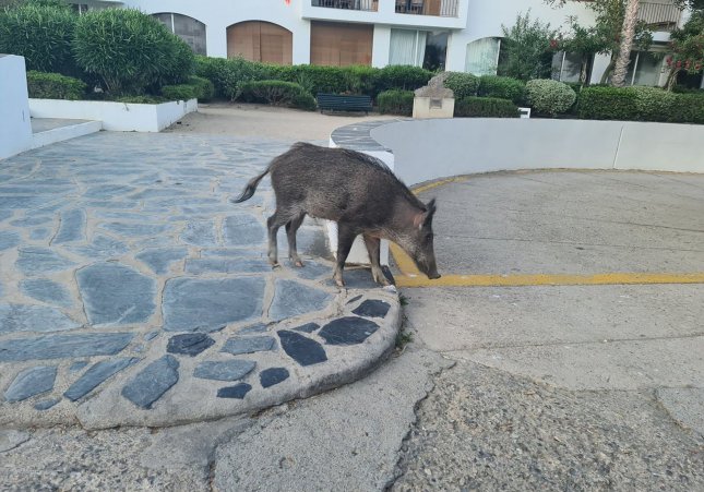 Senglar cadaques