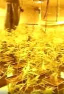 plantes marihuana amagada golfes sala concerts reus mossos