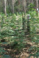 mossos desmantellen plantacio marihuana alta muntanya albanya