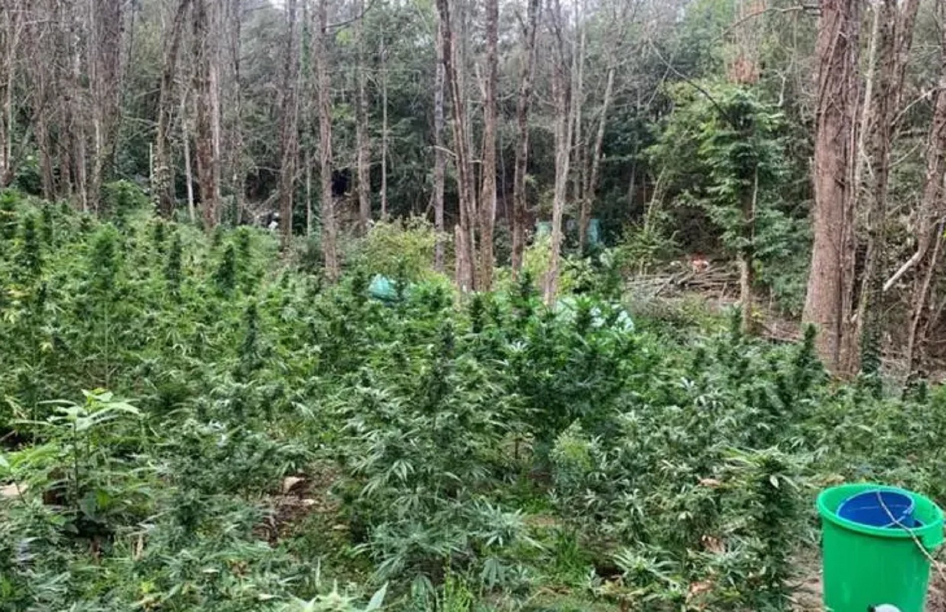 Plantación marihuana Susqueda / Mossos d'Esquadra - ACN