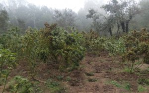 La plantació de marihuana, formada per unes 660 plantes, que creixia enmig de la zona boscosa de Vidreres / MOSSOS D'ESQUADRA