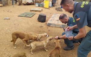Gossos rescatats a Camarles (Baix Ebre) pels agents del Seprona / GUÀRDIA CIVIL