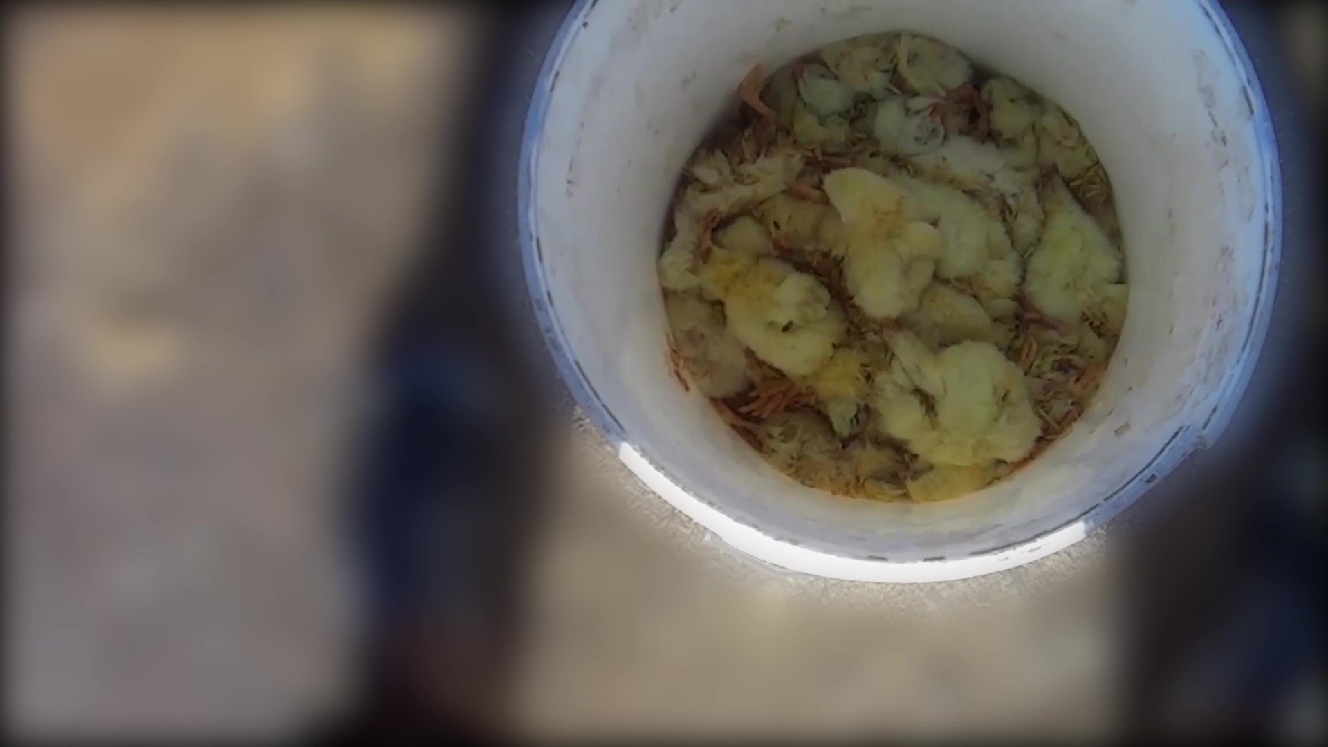 Imatge dels pollastres morts en una de les granges / EQUALIA