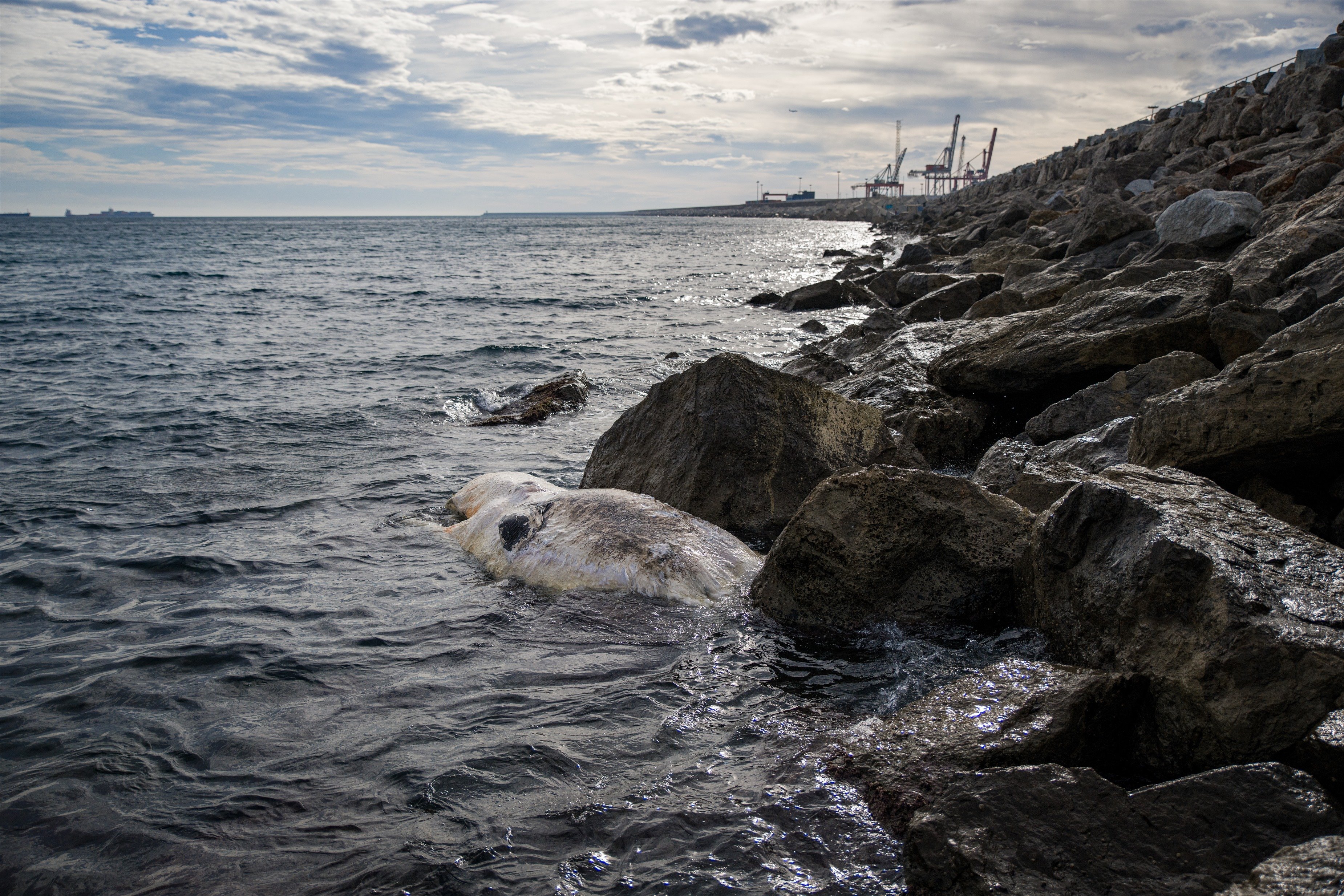 La balena morta encallada al passeig de l'Escullera de Barcelona / LORENA SOPENA - EUROPA PRESS