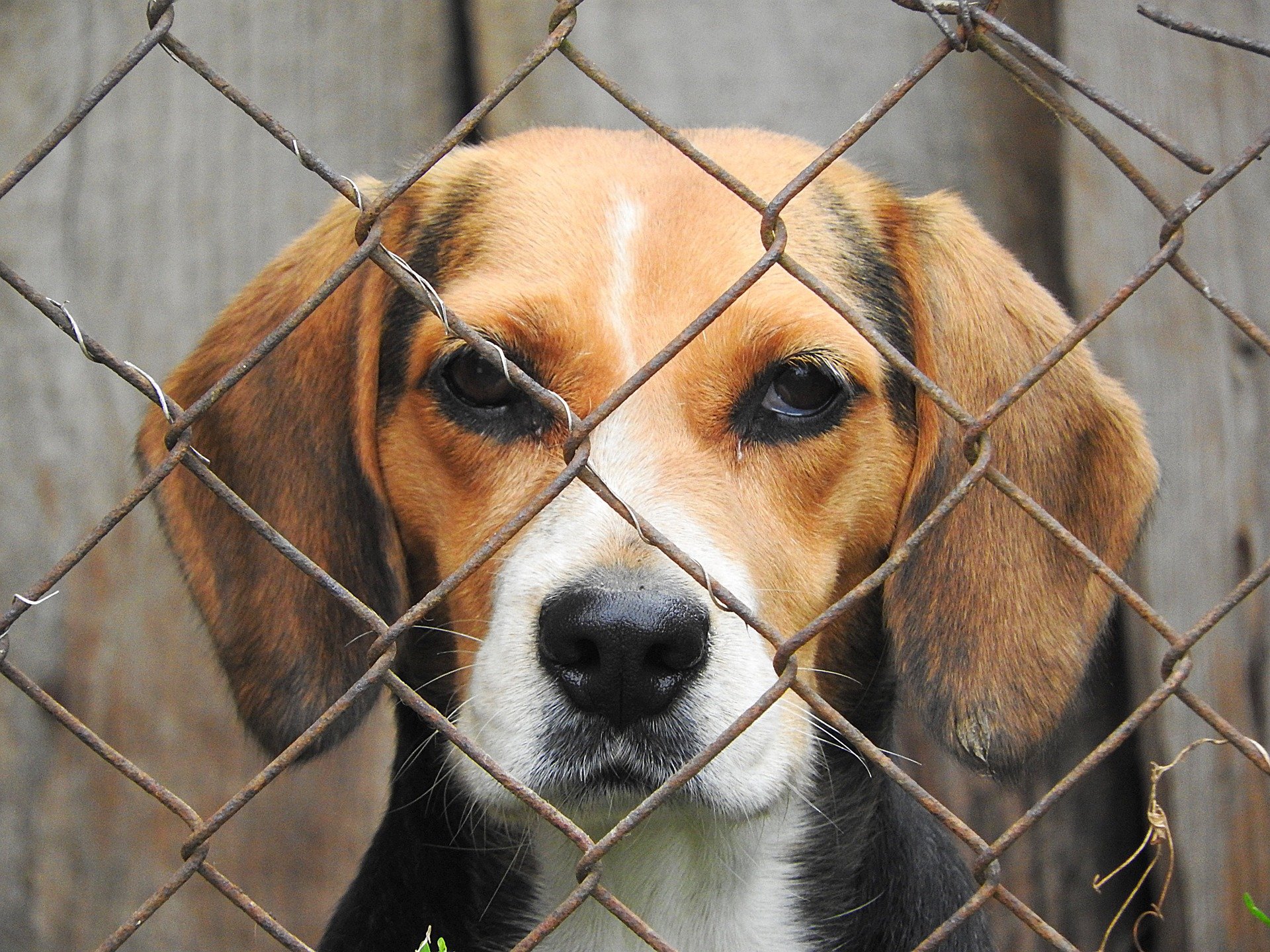 Un gos Beagle en una imatge d'arxiu / PIXABAY