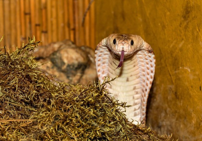 Una cobra en una imatge d'arxiu / PIXABAY