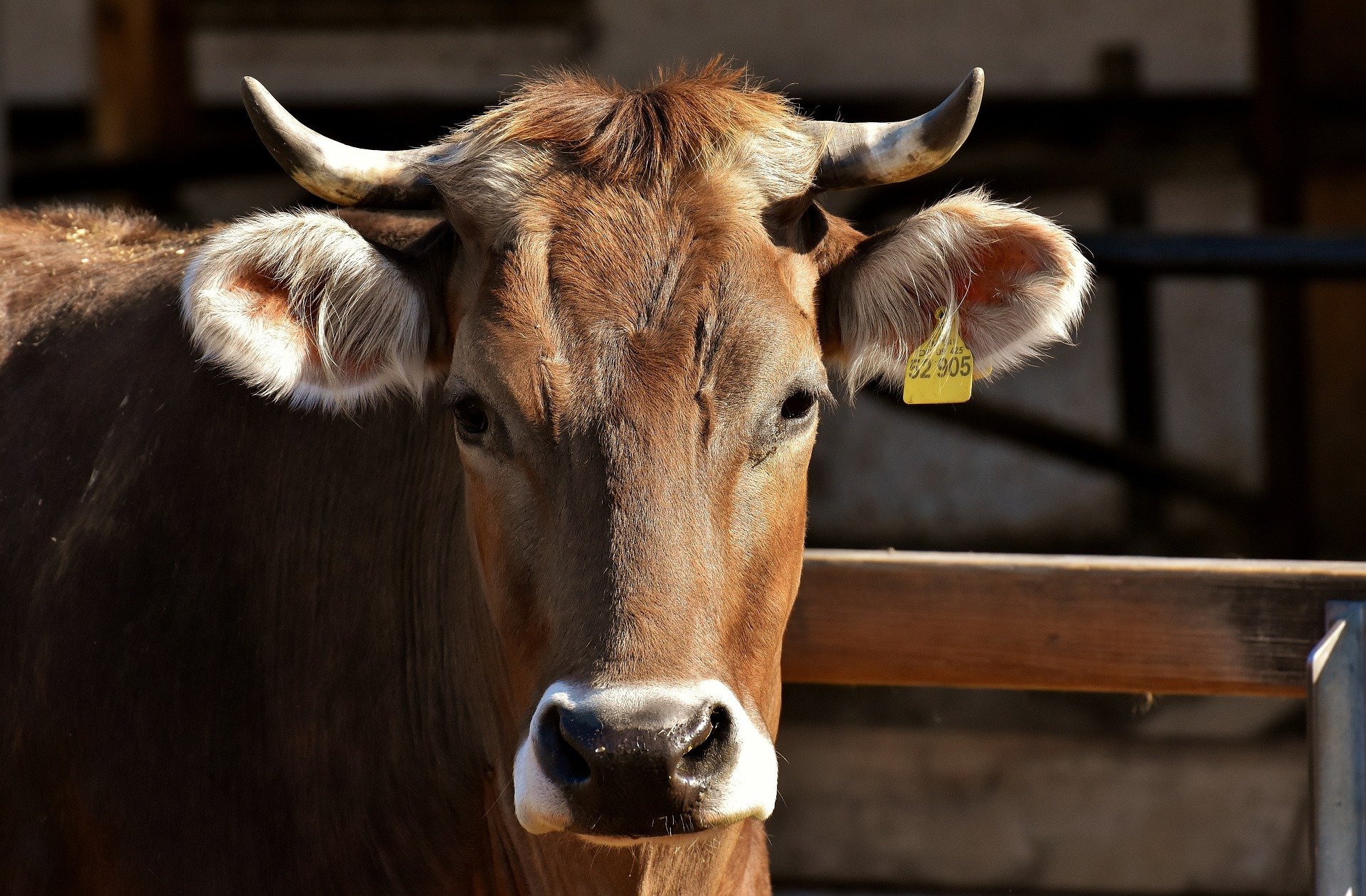 Una vaca en una granja, en una imatge d'arxiu / PIXABAY