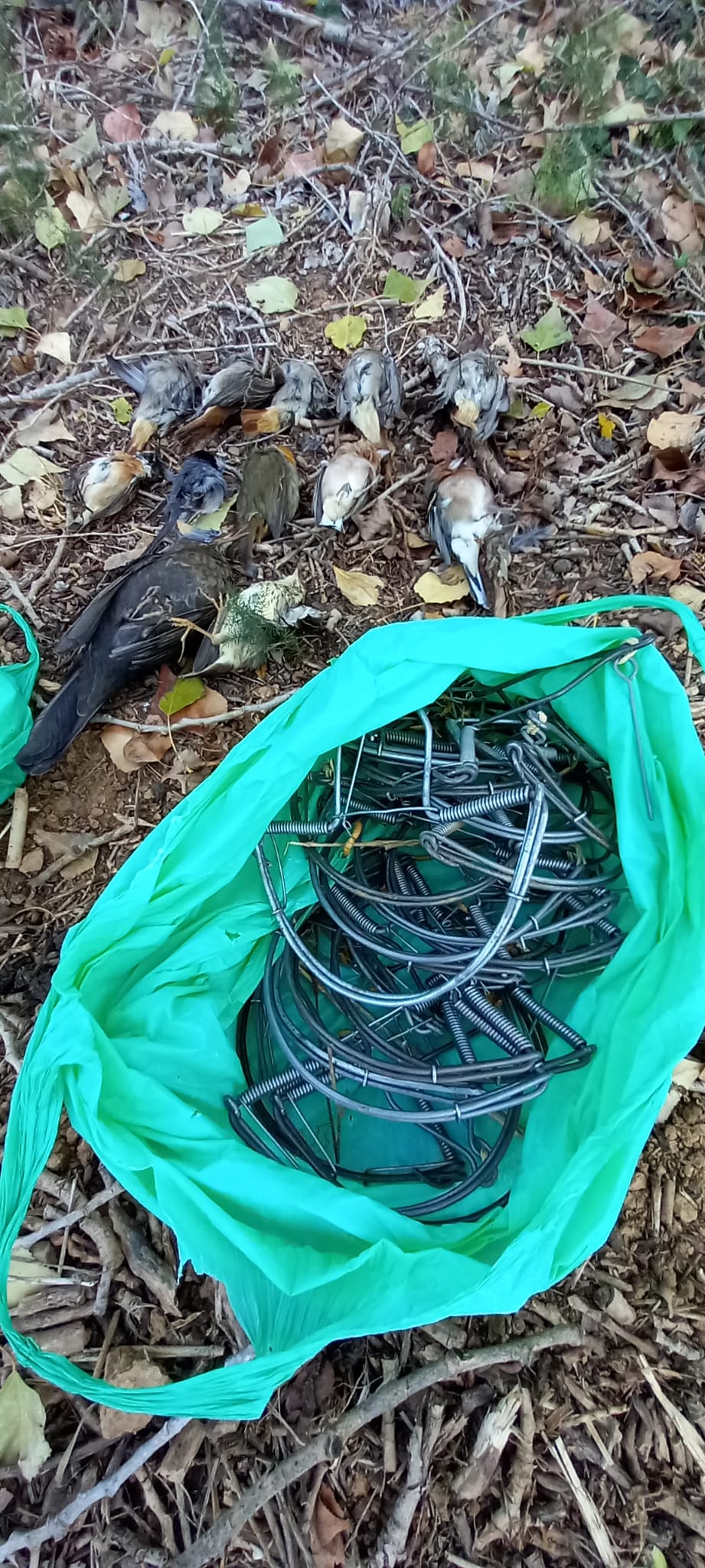 Paranys i ocells morts trobats a Terrassa (Vallès Occidental) / AGENTS RURALS