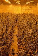 marihuana molins rei