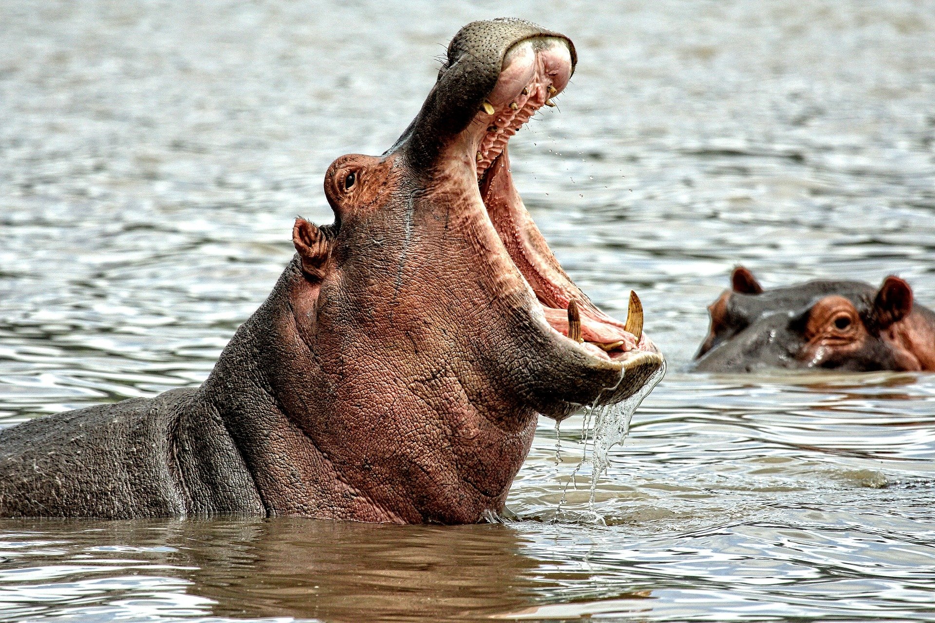 Un hipopòtam en una imatge d'arxiu en un llac / PIXABAY