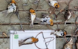 Els ocells protegits intervinguts al Segrià i el Pla d'Urgell pels Agents Rurals