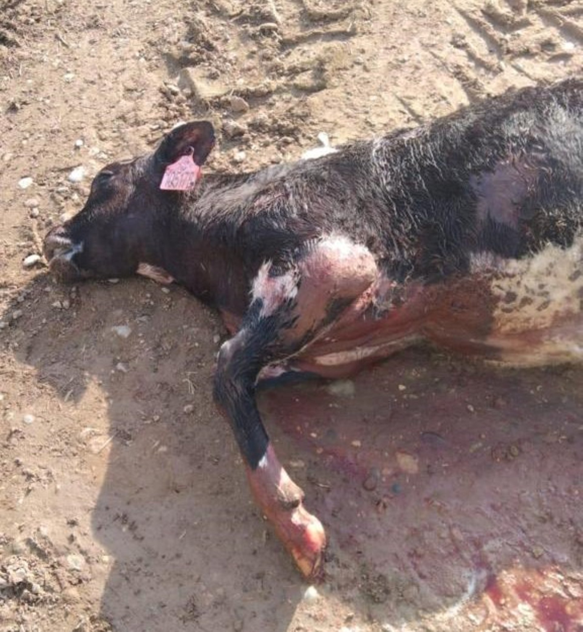 Uno de los terneros muertos en la granja de Soses (Segrià) este fin de semana / CEDIDA A la ACN POR GRUPO ARAGONÉS