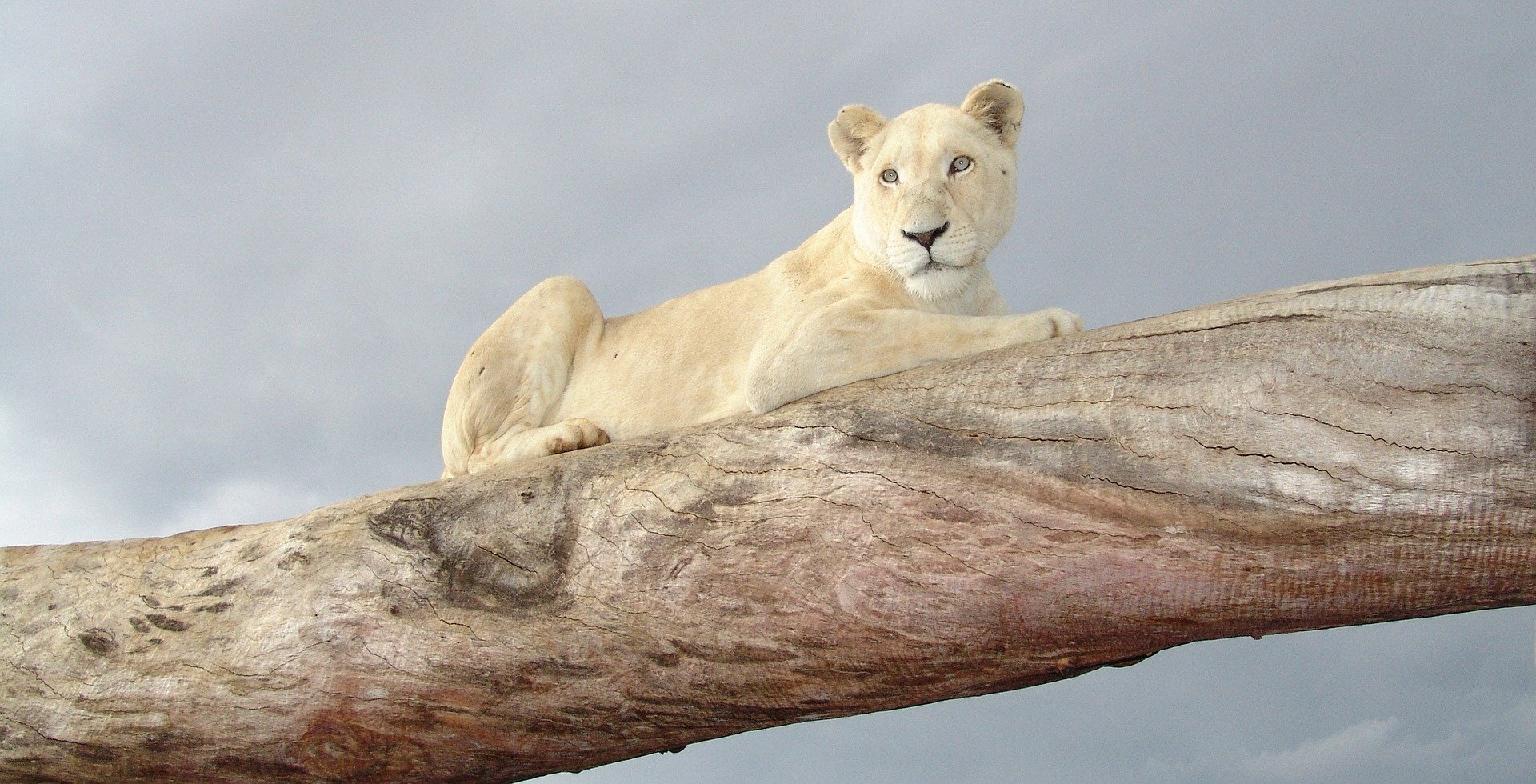 Una lleona blanca, un dels animals que es pensa que es tracta el gat gegant trobat a Cadis / PIXABAY