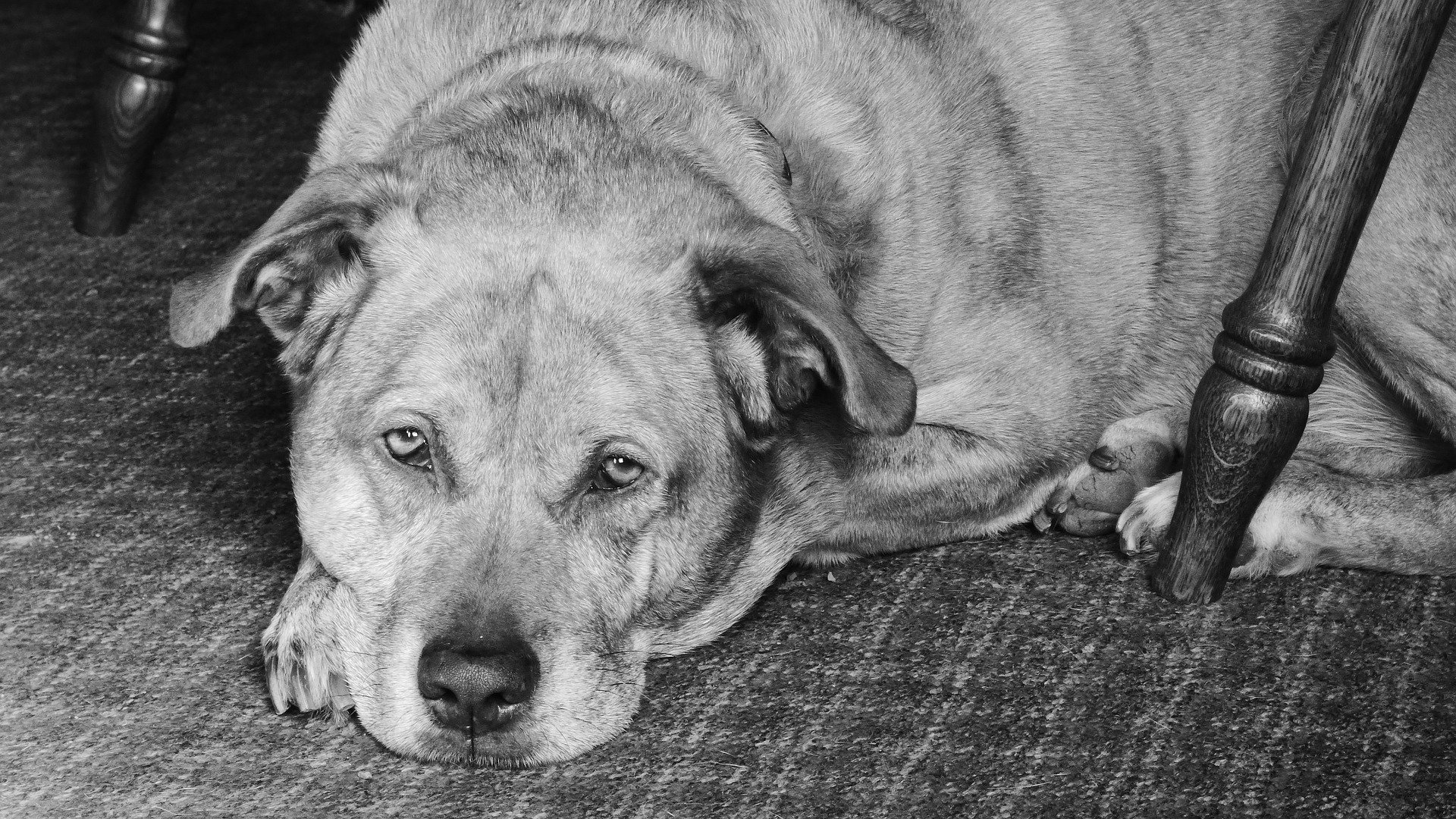 Un gos en una imatge d'arxiu / PIXABAY